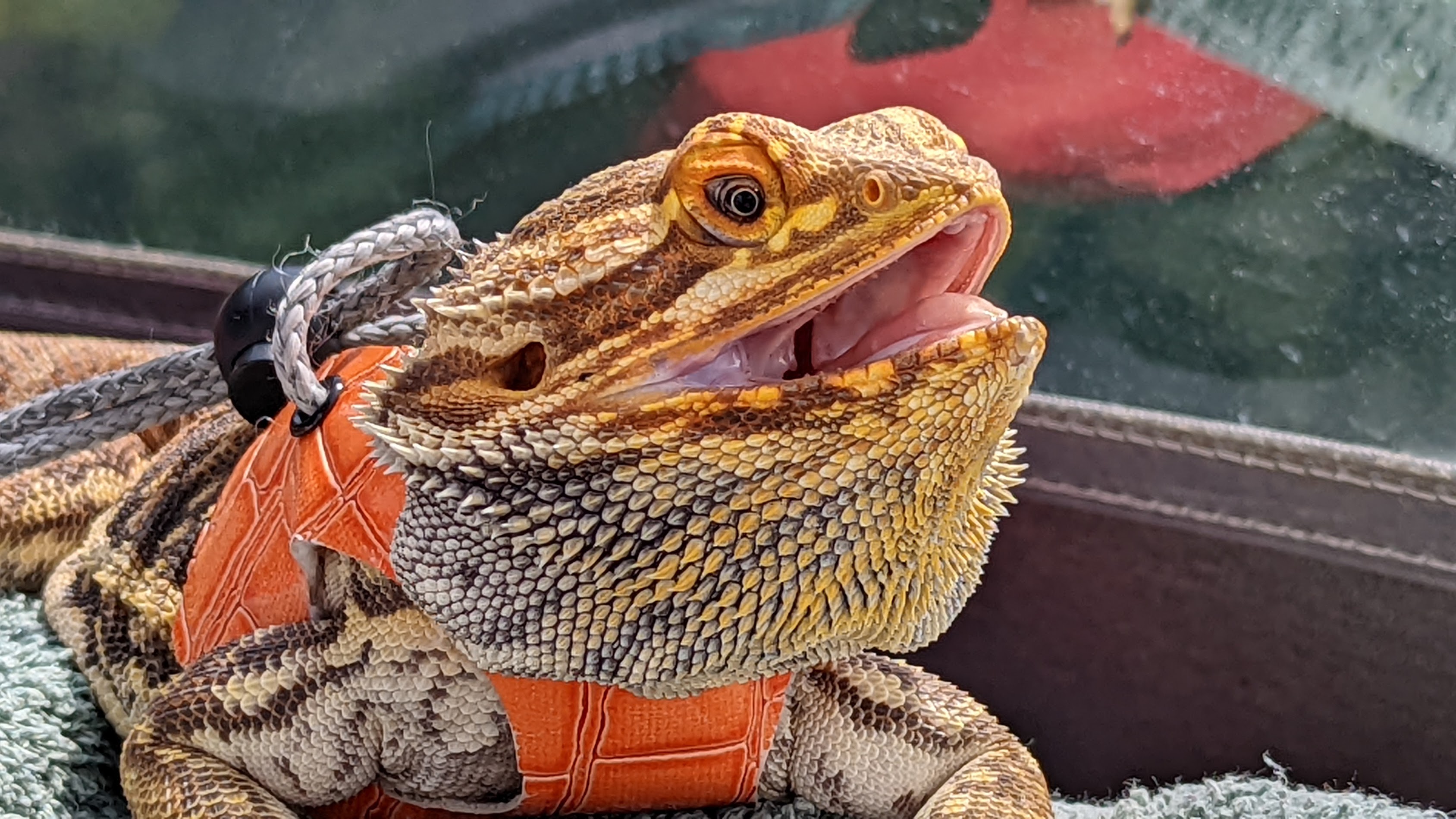 image from A Lil' About Lilikoi